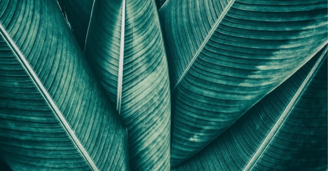 NAD+ IV infusion or injection